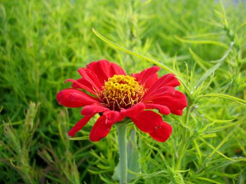 紅色的花