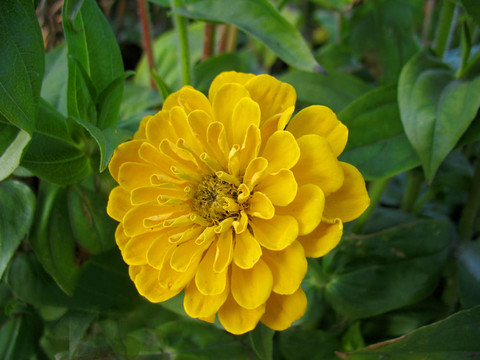 黃花開花