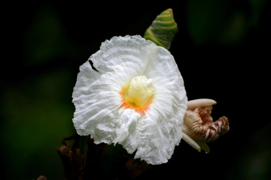 白姜花