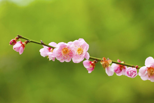 梅花盛開