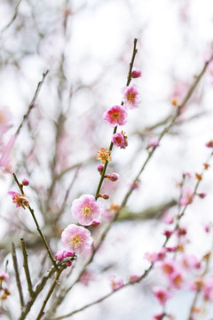 梅花在春天開花