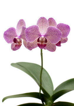 紫色的蘭花