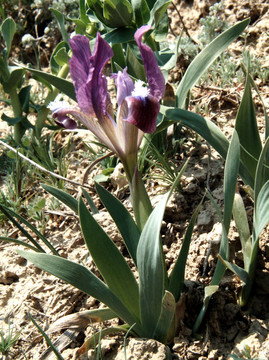 虹膜- Iris pumila