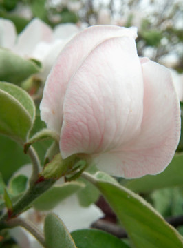 春天開花的海棠
