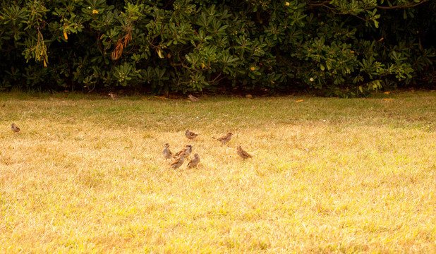 公園里的鳥