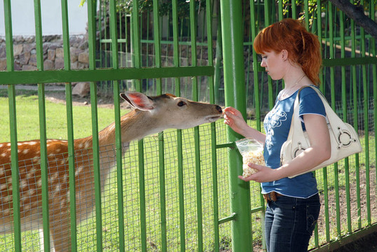 在动物园里养鹿的女孩