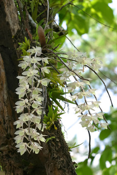 野生蘭花