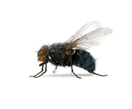 白飛