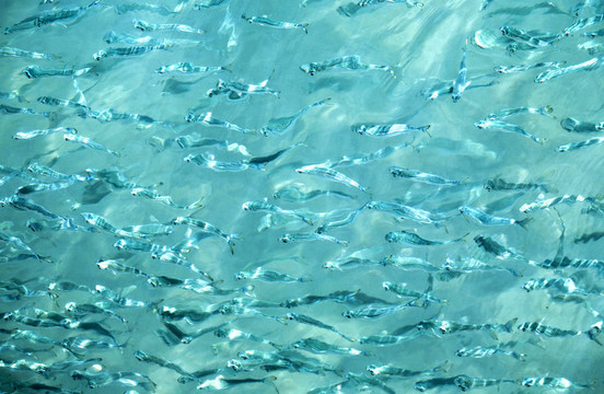 印度洋魚類