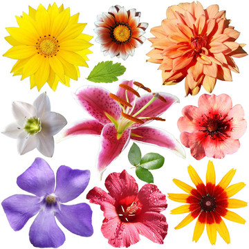 Flowers集