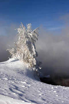大雪和冰凍的孤獨(dú)的樹(shù)的成本在一個(gè)霧背景的雪堆里，藍(lán)色的天空