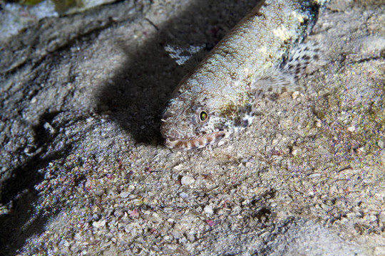 在紅海邊的Lizardfish。