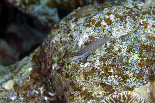 Dentex blenny（escenius黃鯛）在紅海。