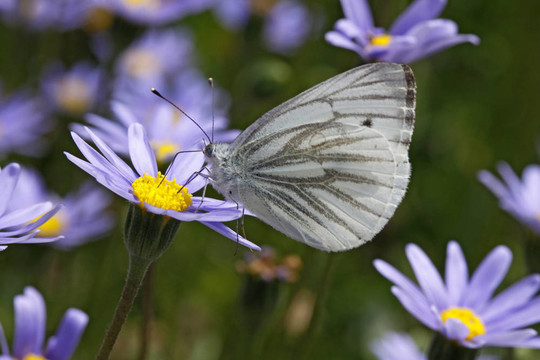 Pieris napi；Green veined White
