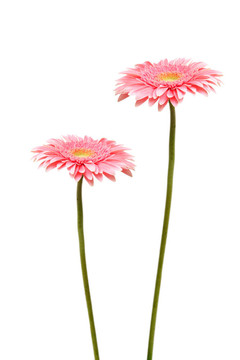 兩雛菊