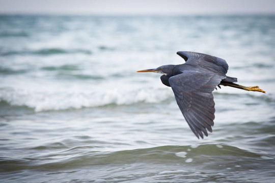 西巖鷺（Egretta gularis）