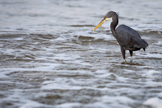 西巖鷺（Egretta gularis）