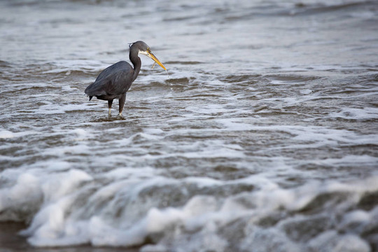 西巖鷺（Egretta gularis）