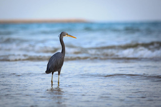 西巖鷺（Egretta gularis）