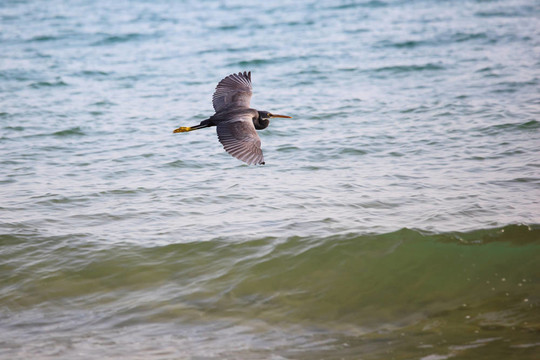 西巖鷺（Egretta gularis）