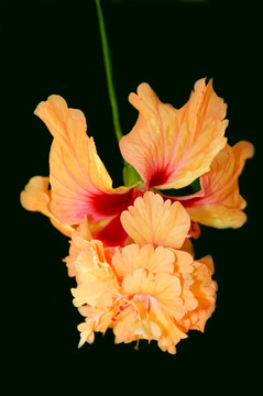 混合hybiscus花