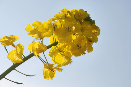 油菜花