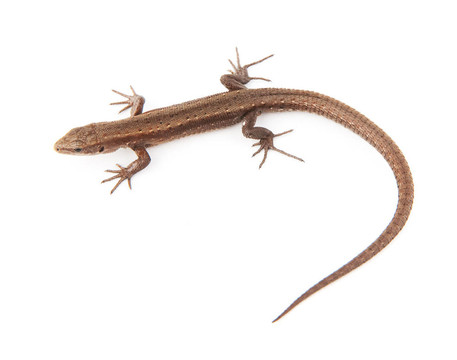 llizard