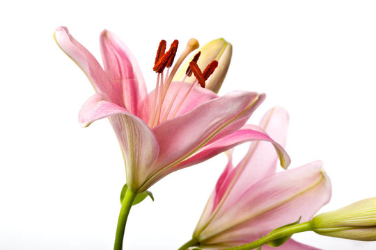 粉色的百合花