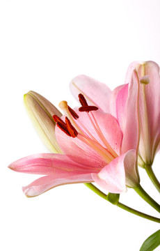粉色的百合花