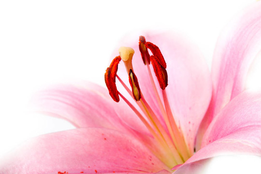 粉色的百合花