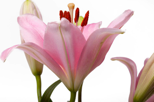 粉色的百合花
