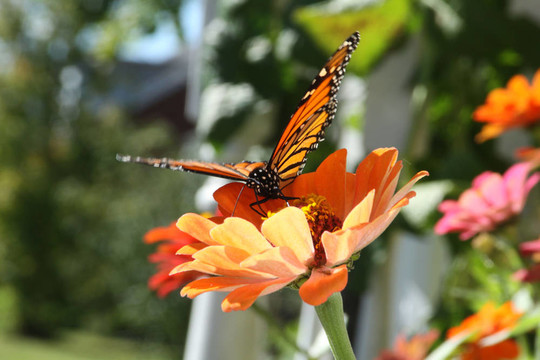 Orange Zinnia的帝王蝶