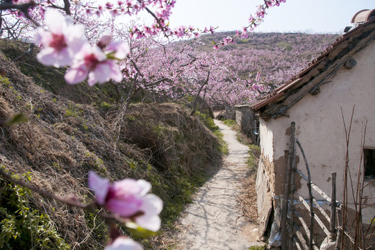 鄉(xiāng)下桃花