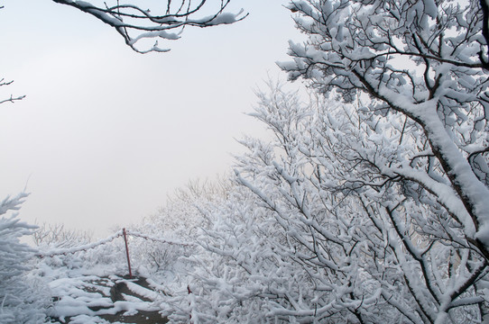 寒雪