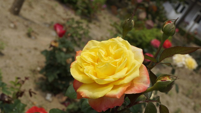 黃色鮮花