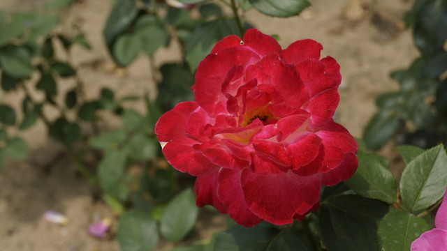 紅色花朵