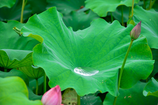 荷花水珠