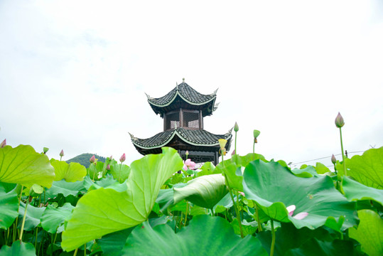 貴州岑鞏馬家寨荷花池