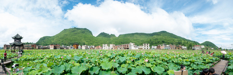 馬家寨荷花基地