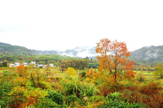 塔川秋色