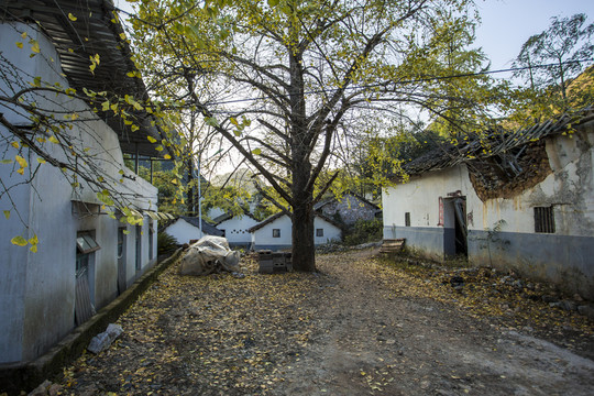 銀杏