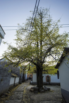 銀杏