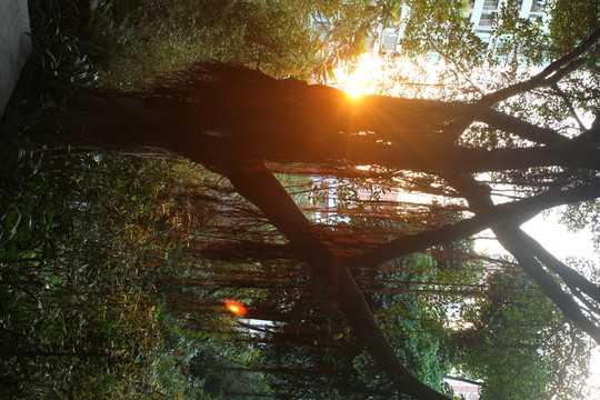 夕陽(yáng)大樹(shù)