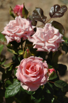 粉薔薇