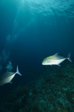 珊瑚和魚