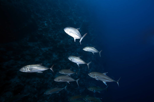 大眼魚(yú)和海洋