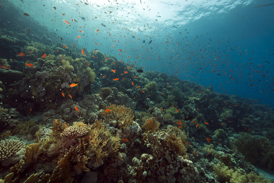 珊瑚和魚