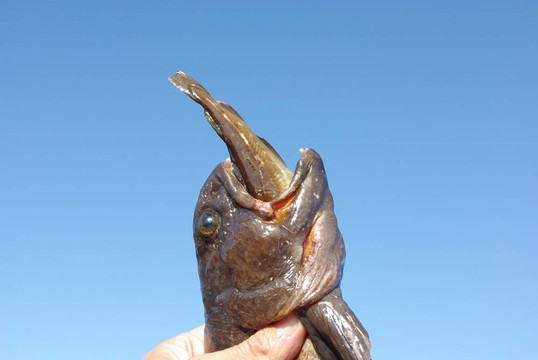 大鯰魚(yú)的照片，一只鱈魚(yú)伸出嘴對(duì)著天空