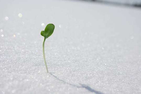 雪上綠芽