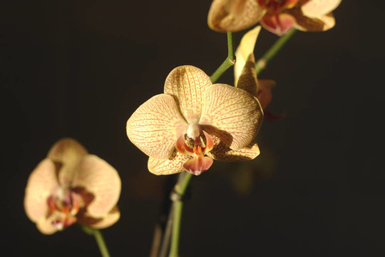 orhidea花分離的背景